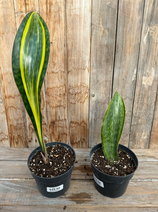 Dracaena Masoniana 'Variegata' - Variegated Whale Fin Snake Plant