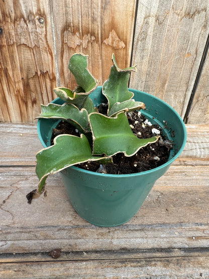 Curly Orchid Cactus