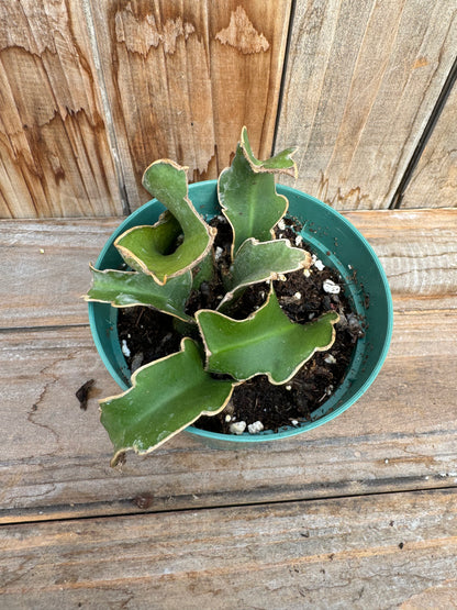 Curly Orchid Cactus