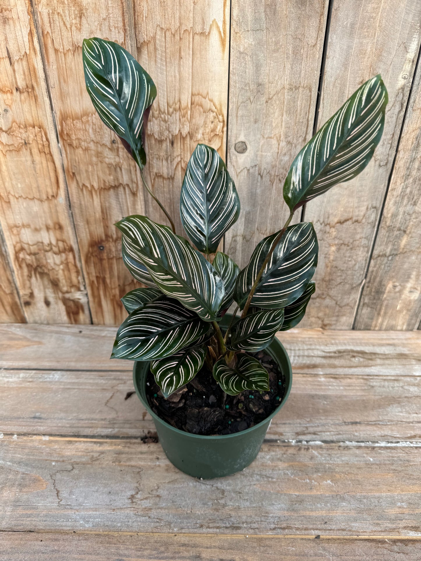 Calathea Ornata