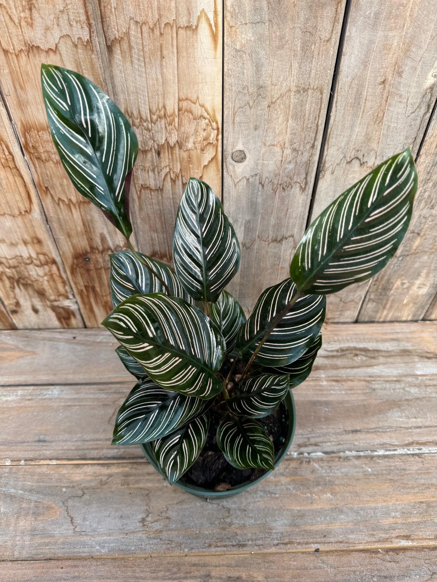 Calathea Ornata