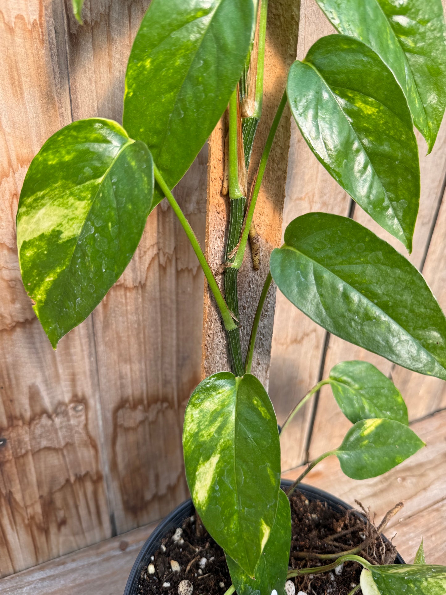 Epipremnum Pinnatum Aurea