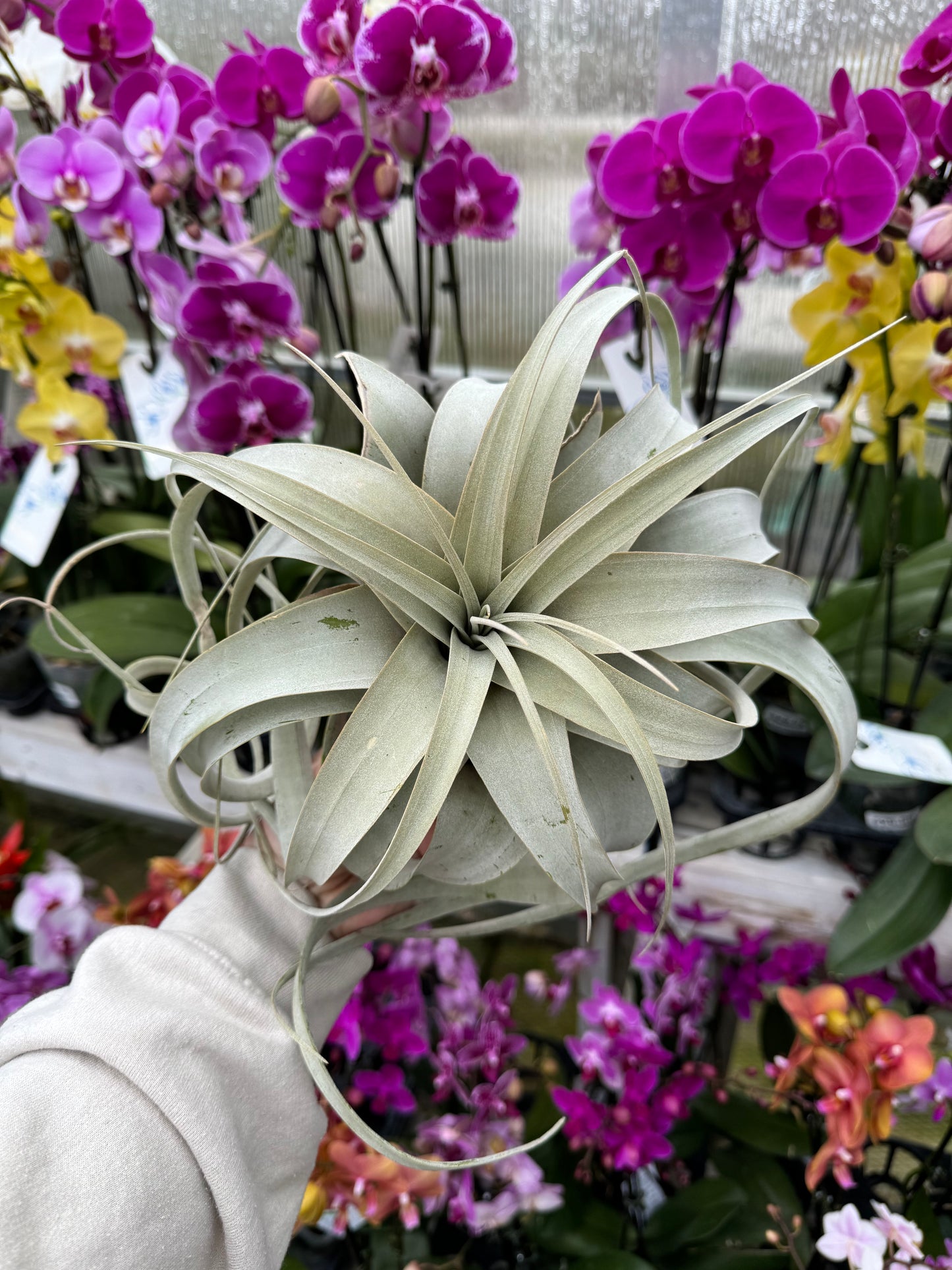 Tillandsia Xerographica