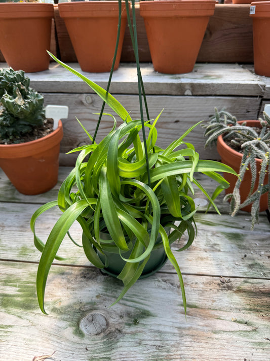 Spider plant 'Bonnie' (Curly spider plant)