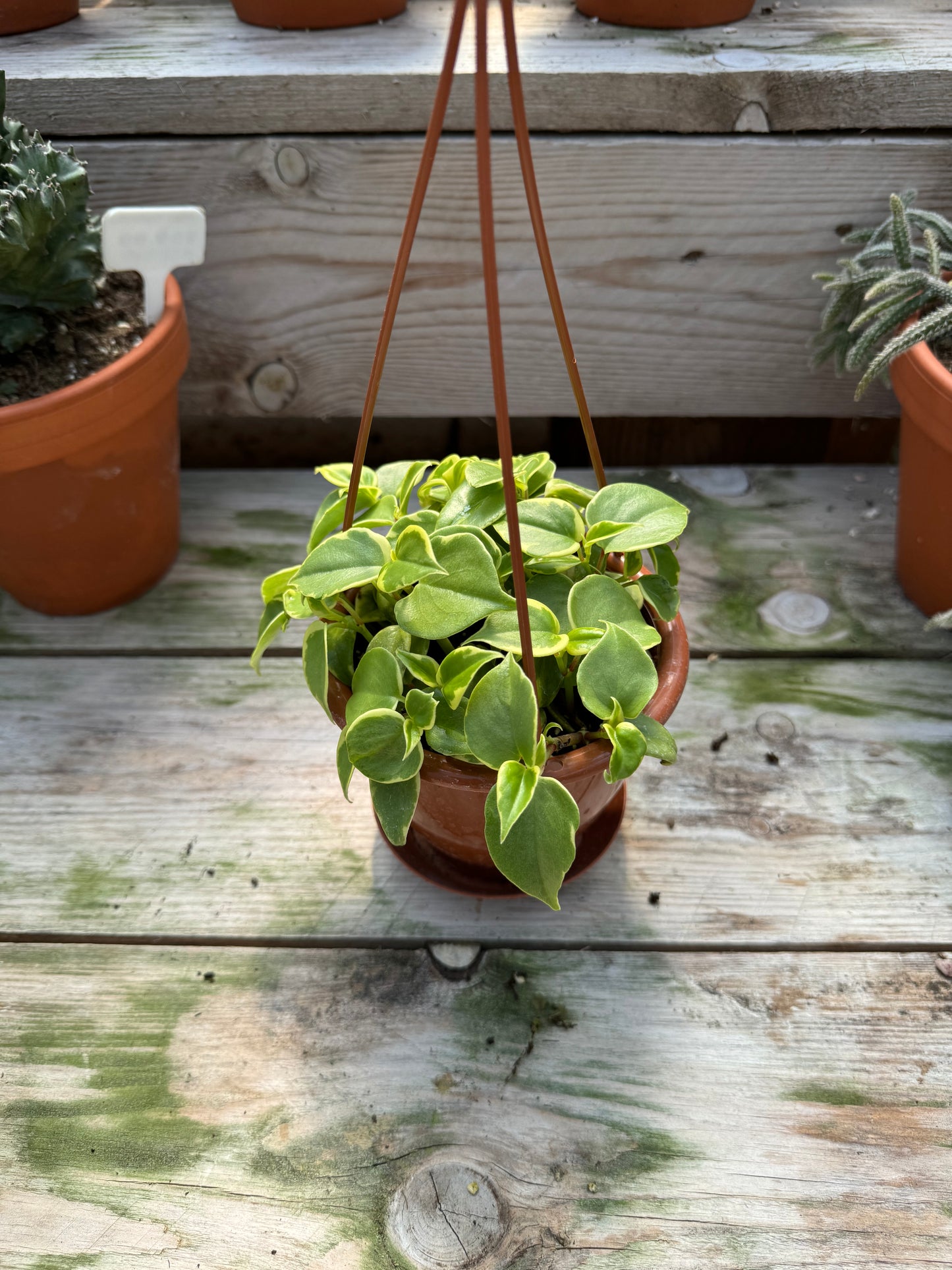 Peperomia Scandens