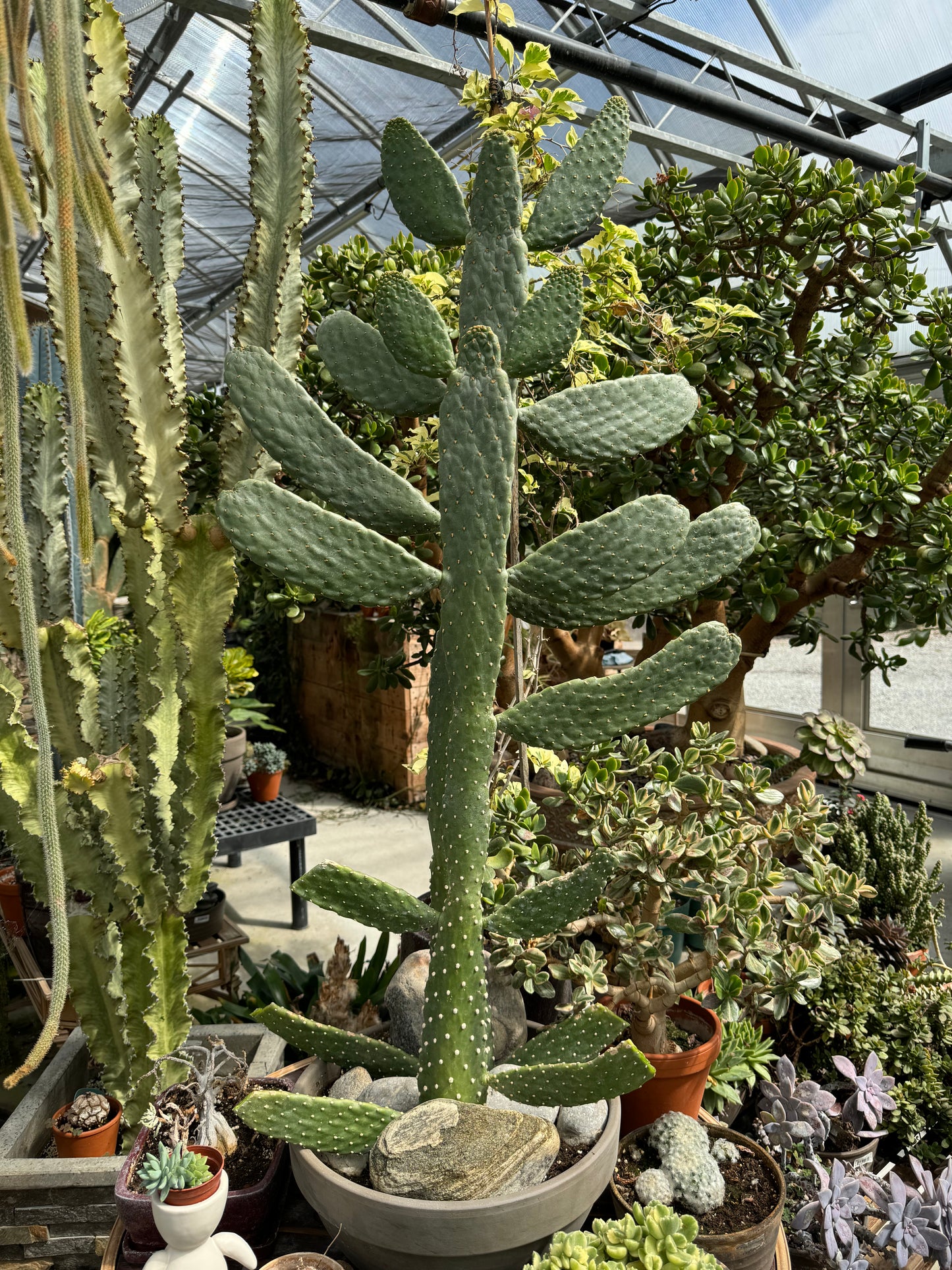 XL Cartoon Cactus (Local pick up ONLY)