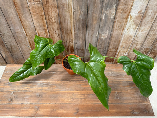 Anthurium Ivanportillae