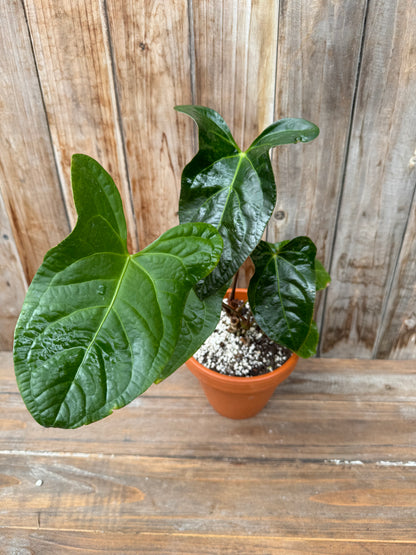 Anthurium forgetii x Anthurium pinkleyi