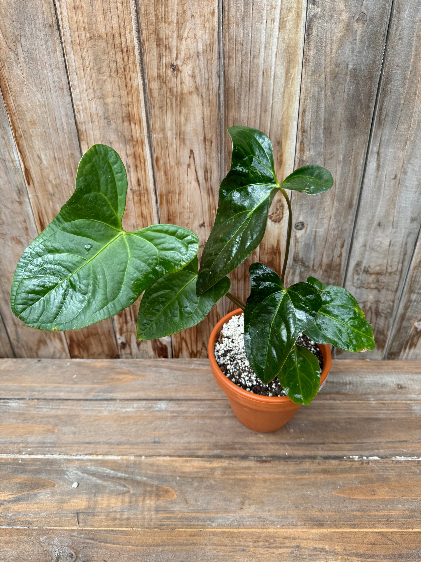 Anthurium forgetii x Anthurium pinkleyi