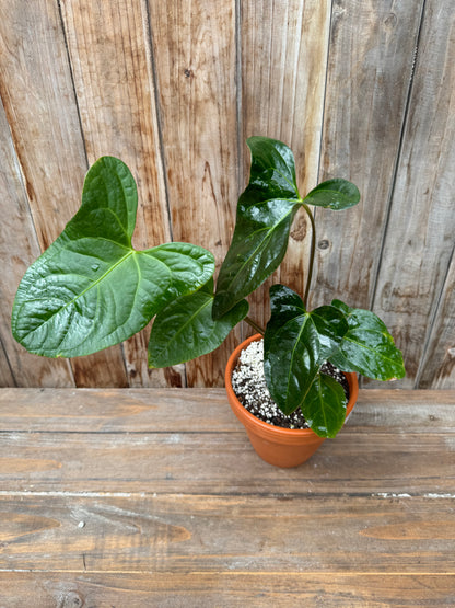 Anthurium forgetii x Anthurium pinkleyi