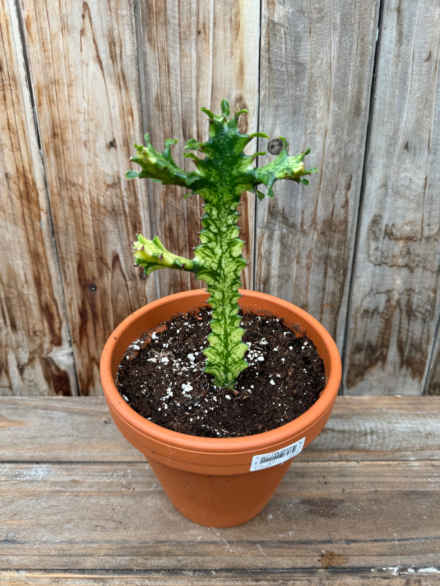 Euphorbia Trigona Variegata