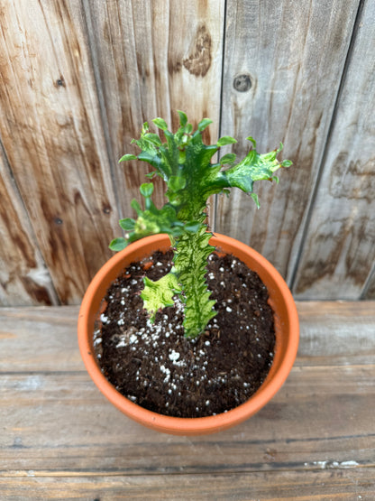 Euphorbia Trigona Variegata