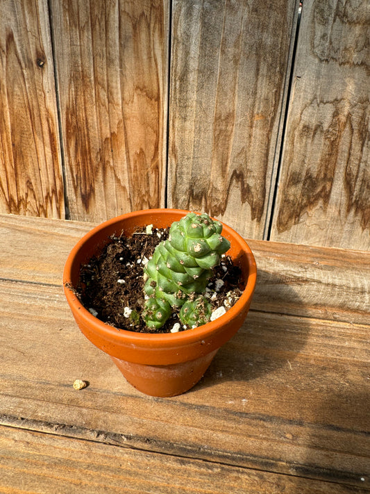 Euphorbia Ritchiei