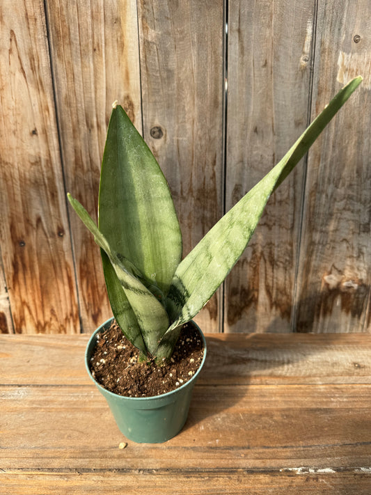 Dracaena trifasciata 'Moonshine'