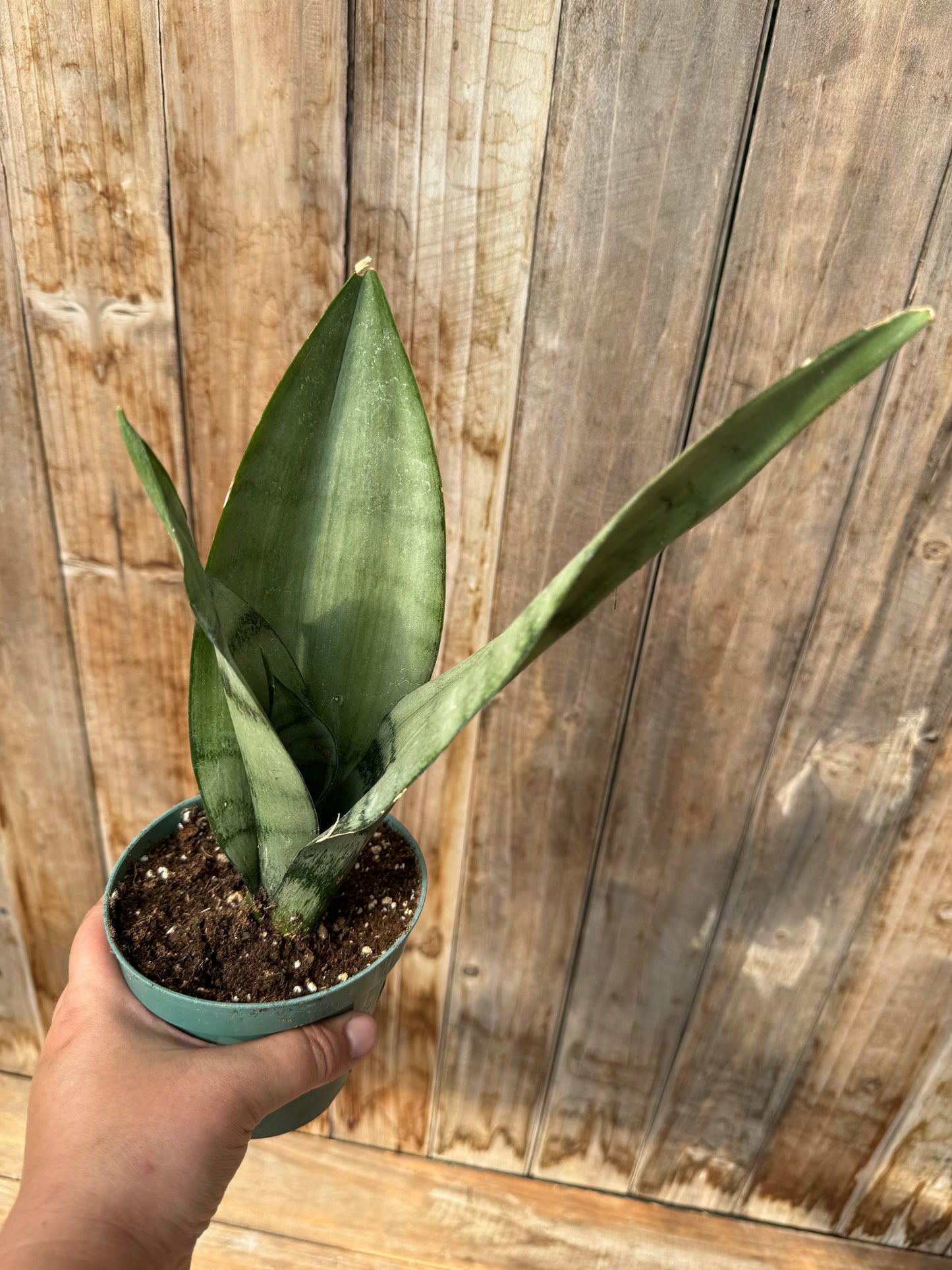 Dracaena trifasciata 'Moonshine'