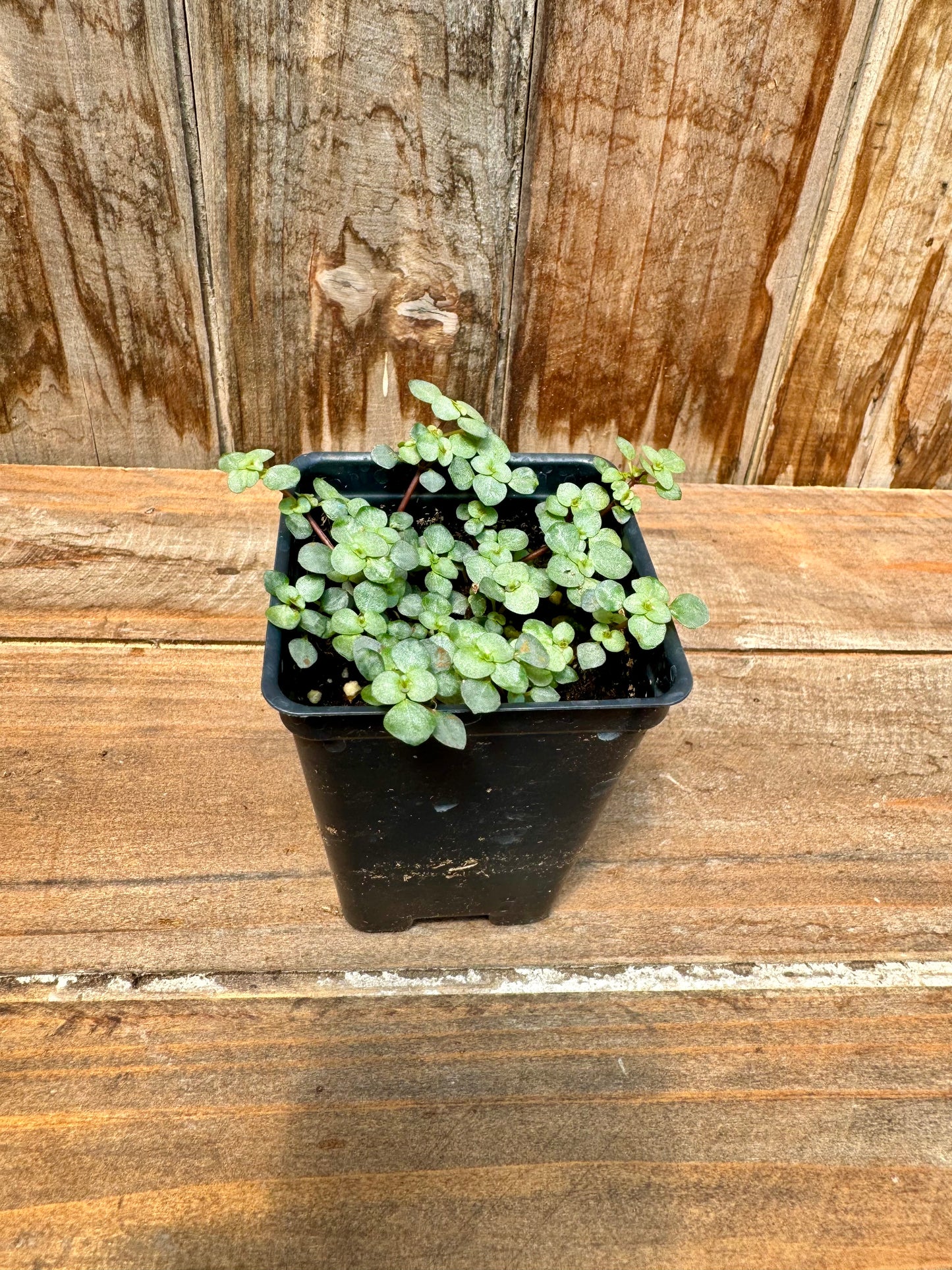 Pilea Aquamarine