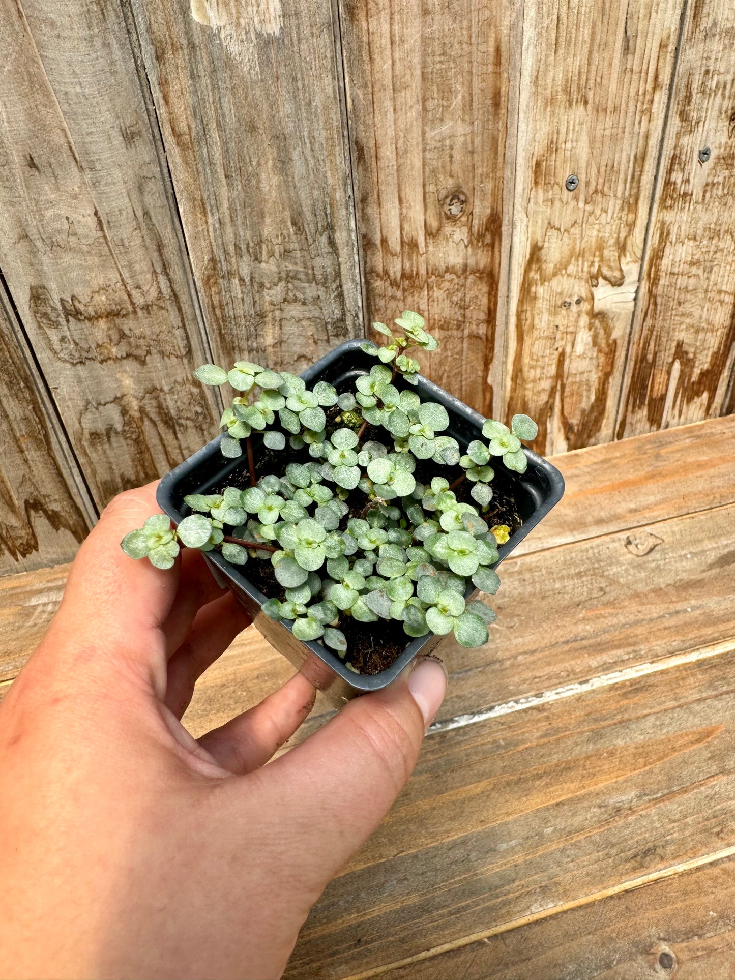 Pilea Aquamarine