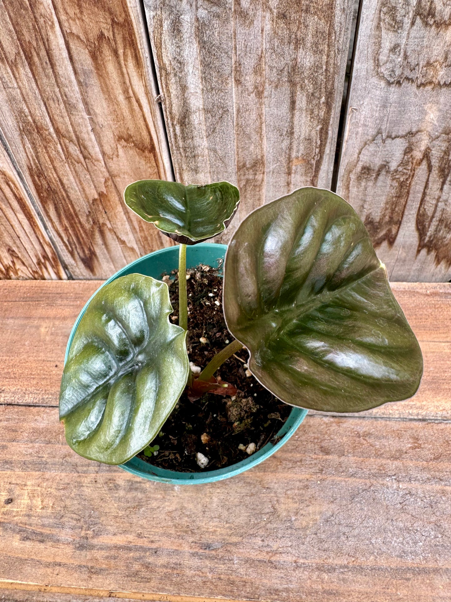 Alocasia Cuprea