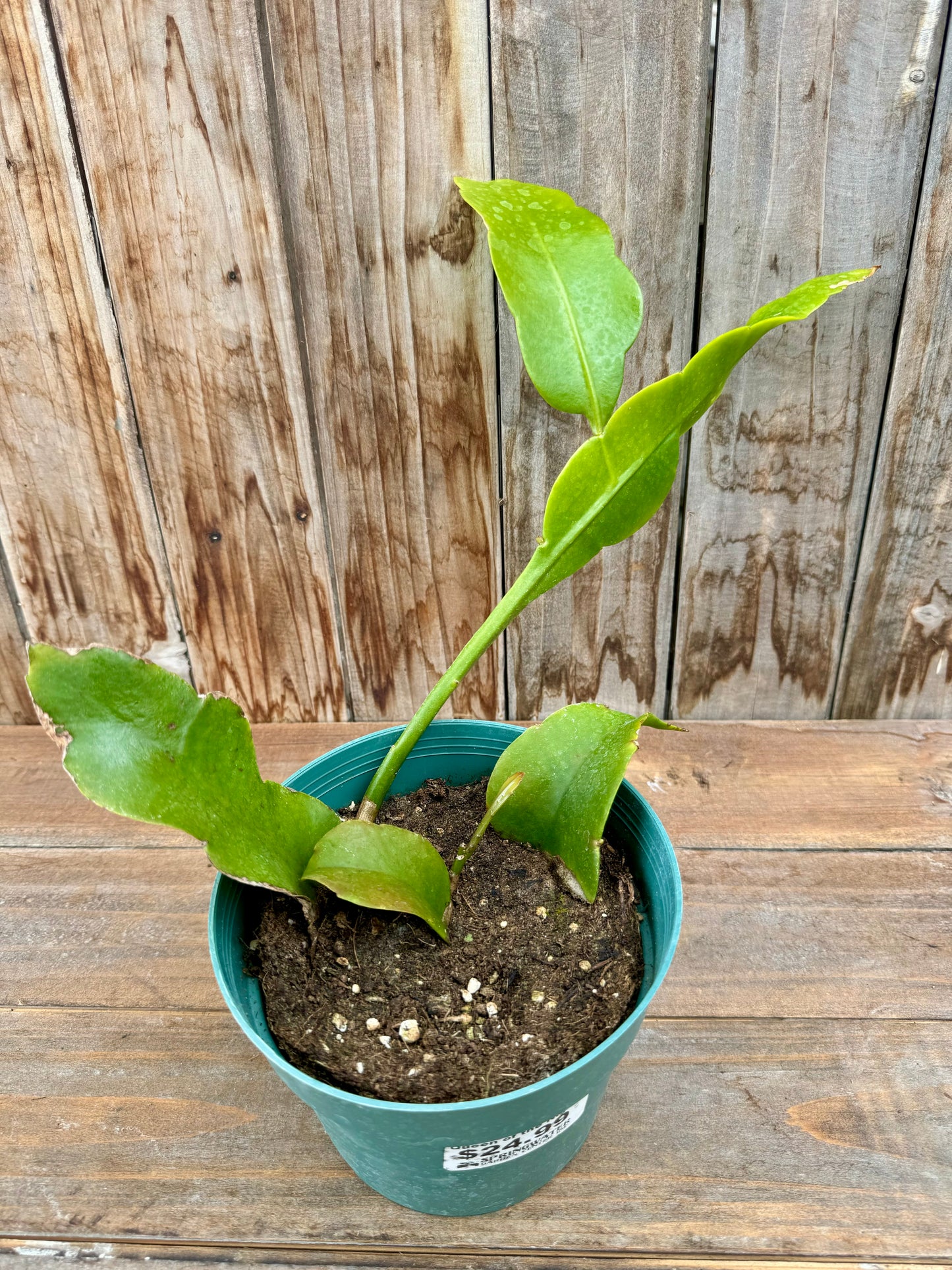 Epiphyllum Queen of the Night