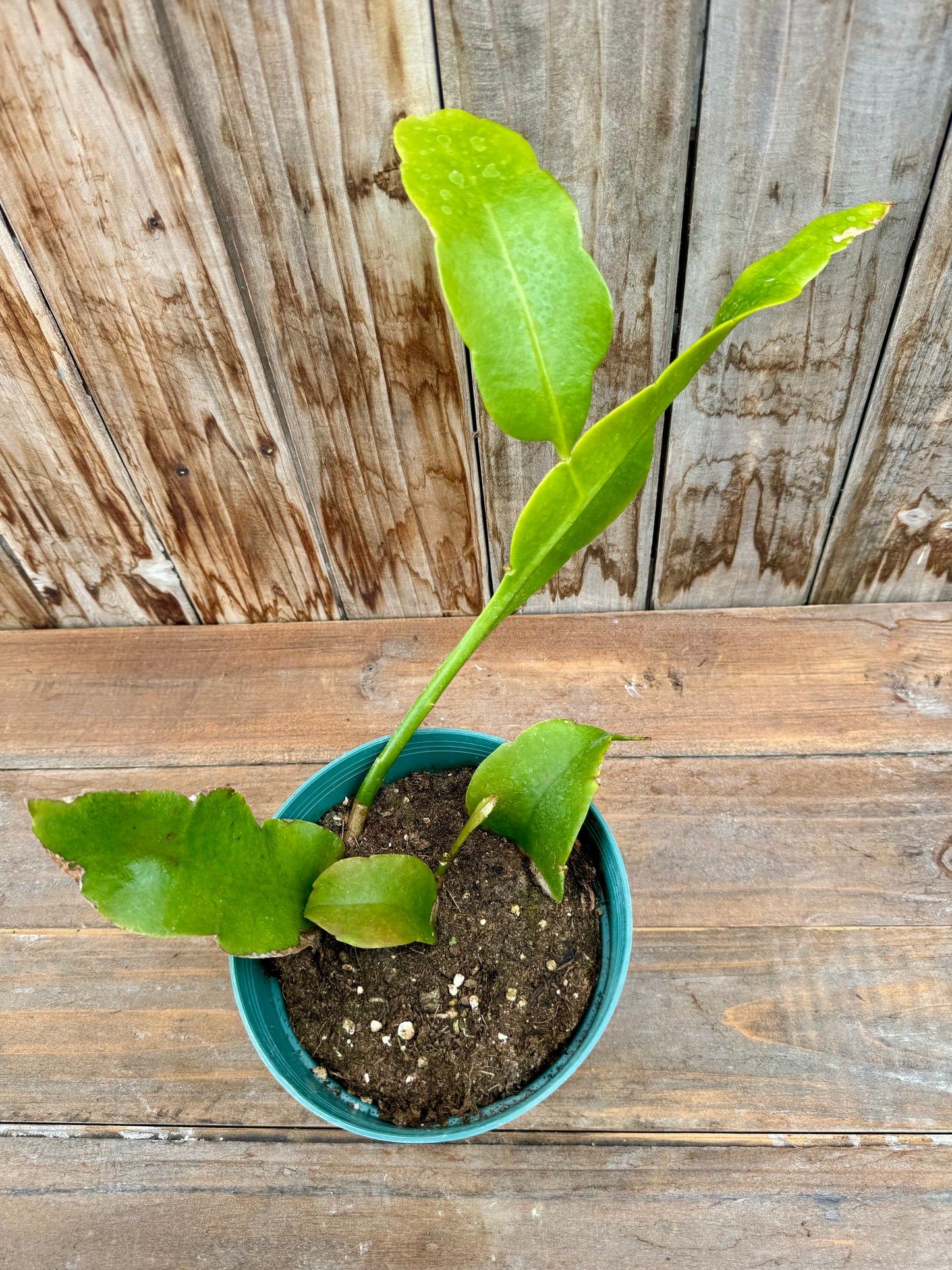 Epiphyllum Queen of the Night