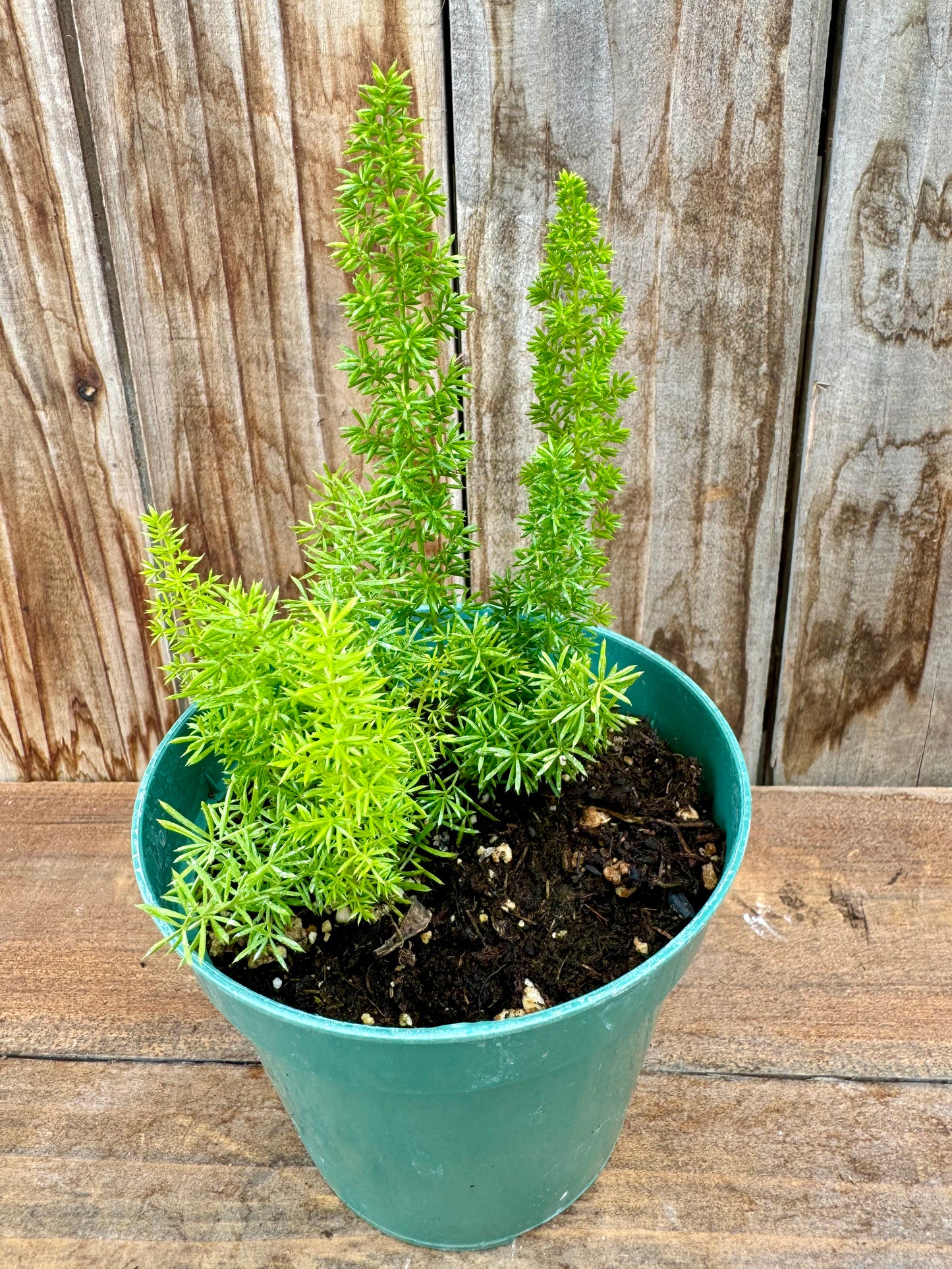 Foxtail Fern