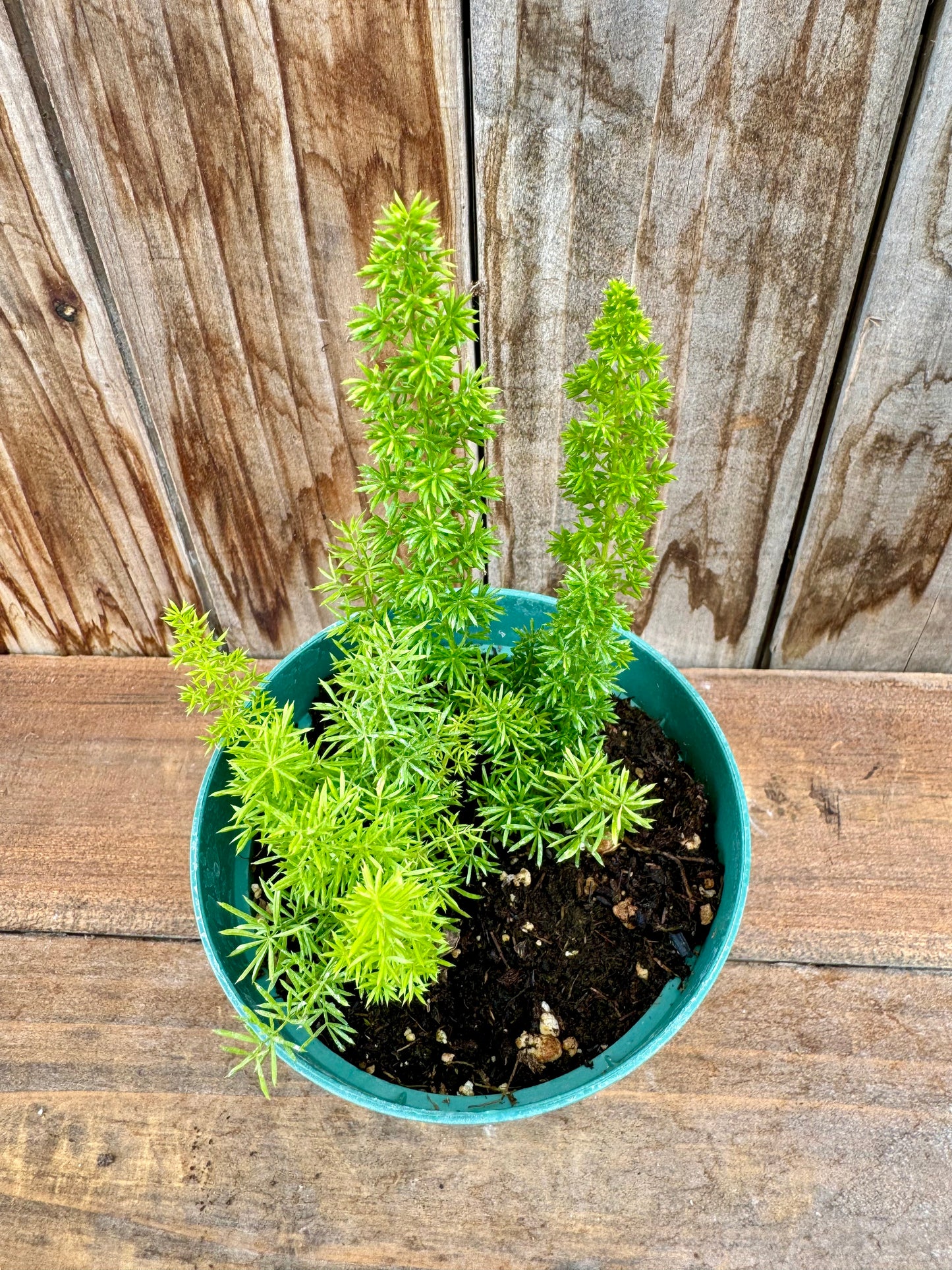 Foxtail Fern