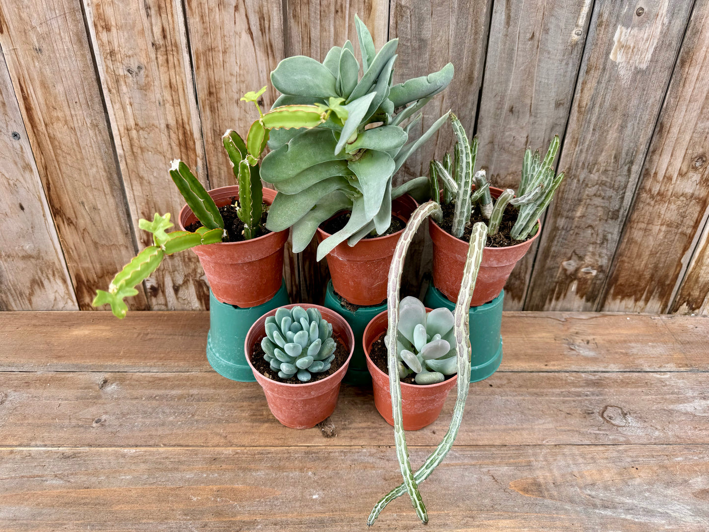 Assorted succulents (4")