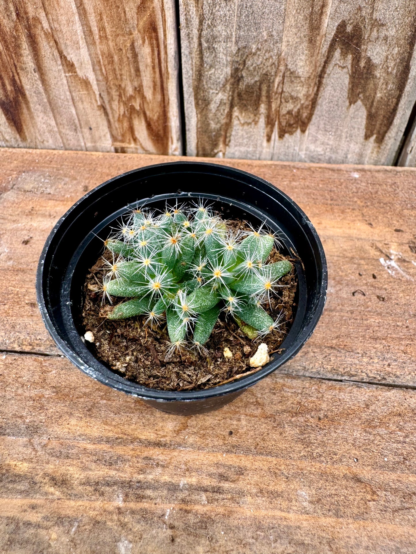 Assorted succulents (2")