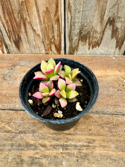 Assorted succulents (2")