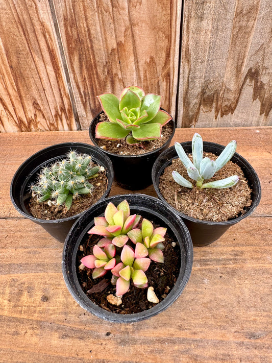 Assorted succulents (2")