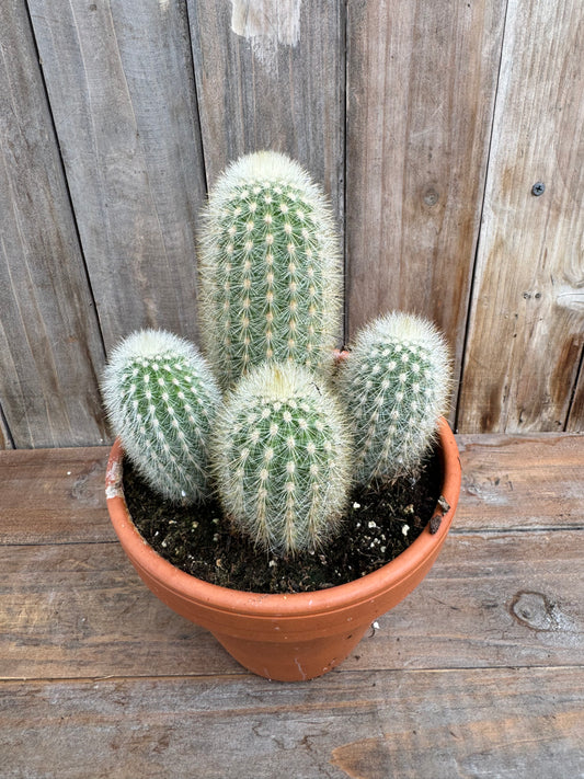 Weberbauerocereus rauhii