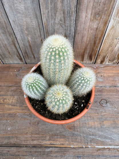 Weberbauerocereus rauhii