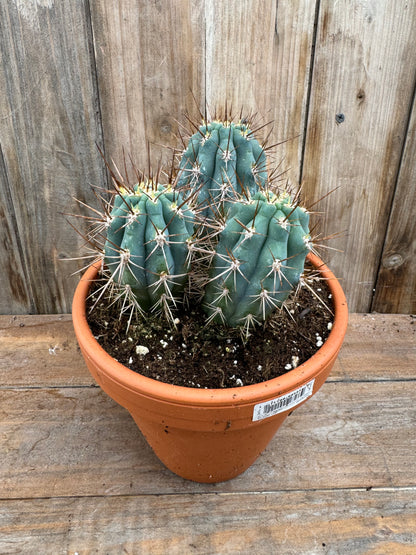 Blue Cereus