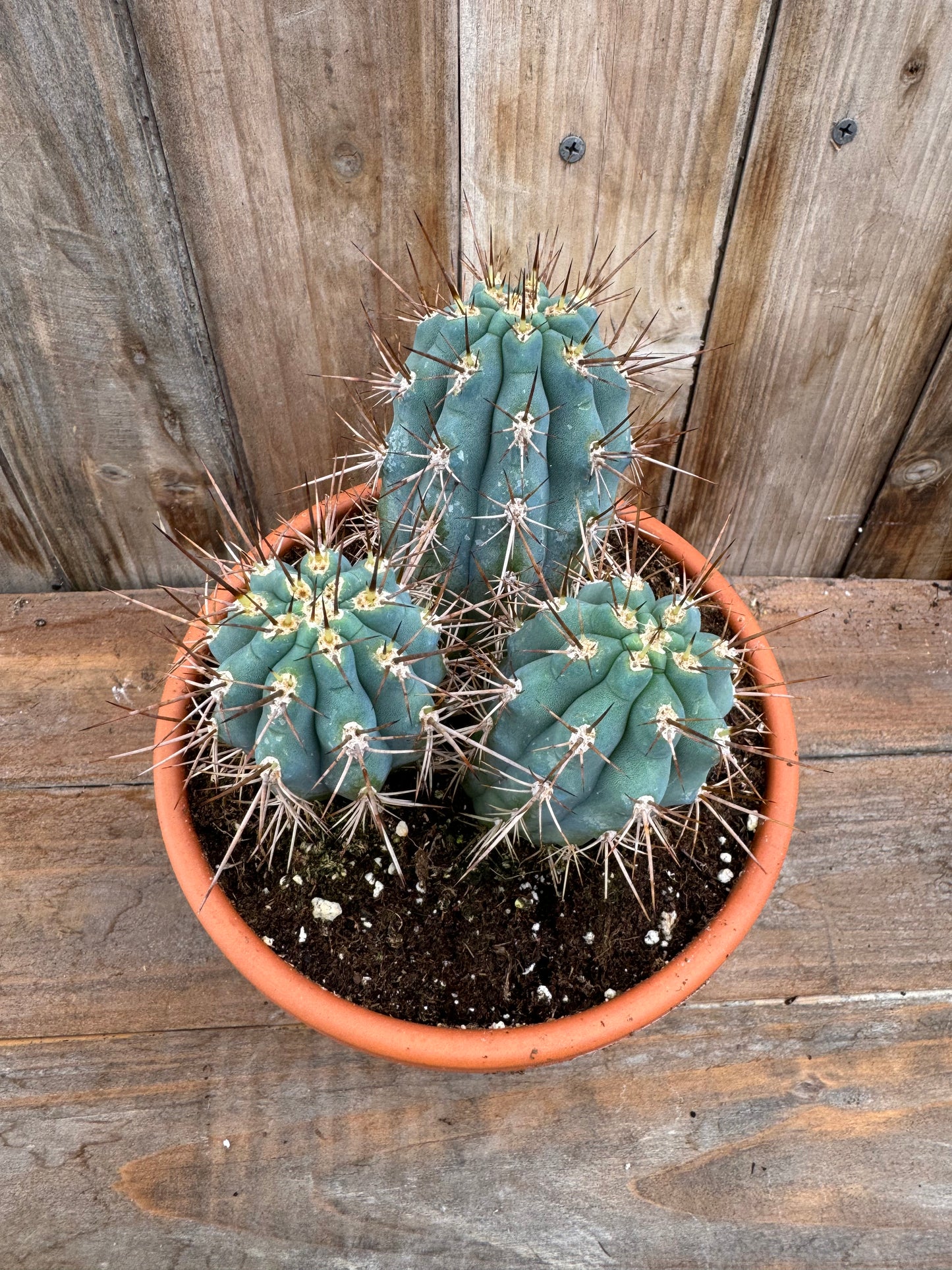 Blue Cereus