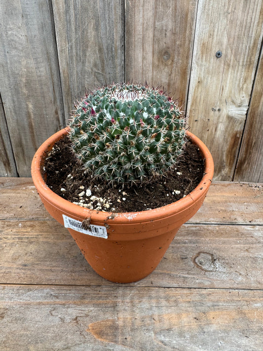 Mammillaria mystax