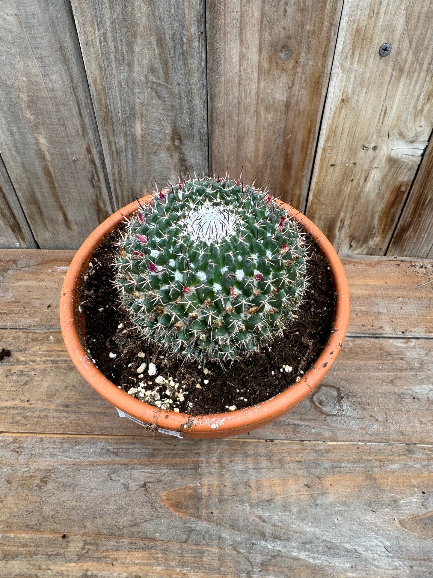 Mammillaria mystax