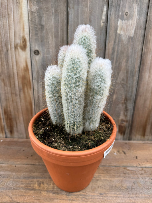 Austrocephalocereus dybowskii