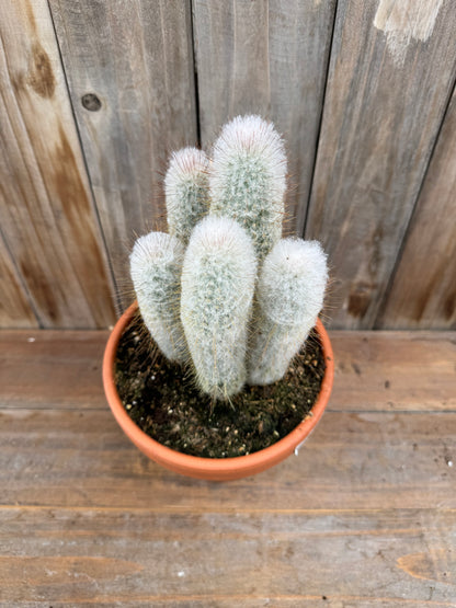 Austrocephalocereus dybowskii