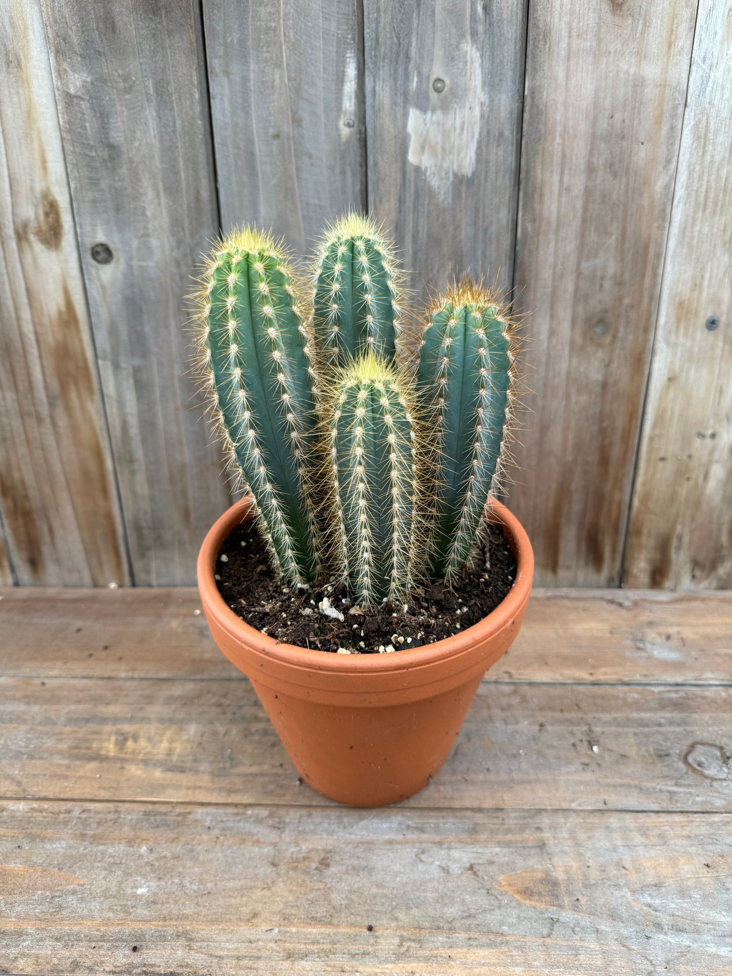 Blue Candle Cactus