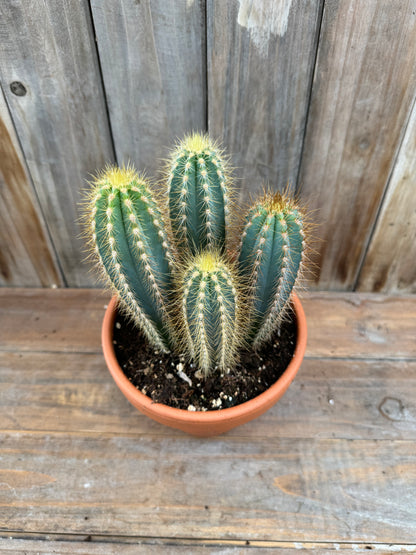 Blue Candle Cactus