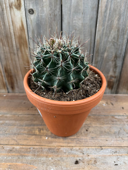 Harnatocactus hamatacanthus