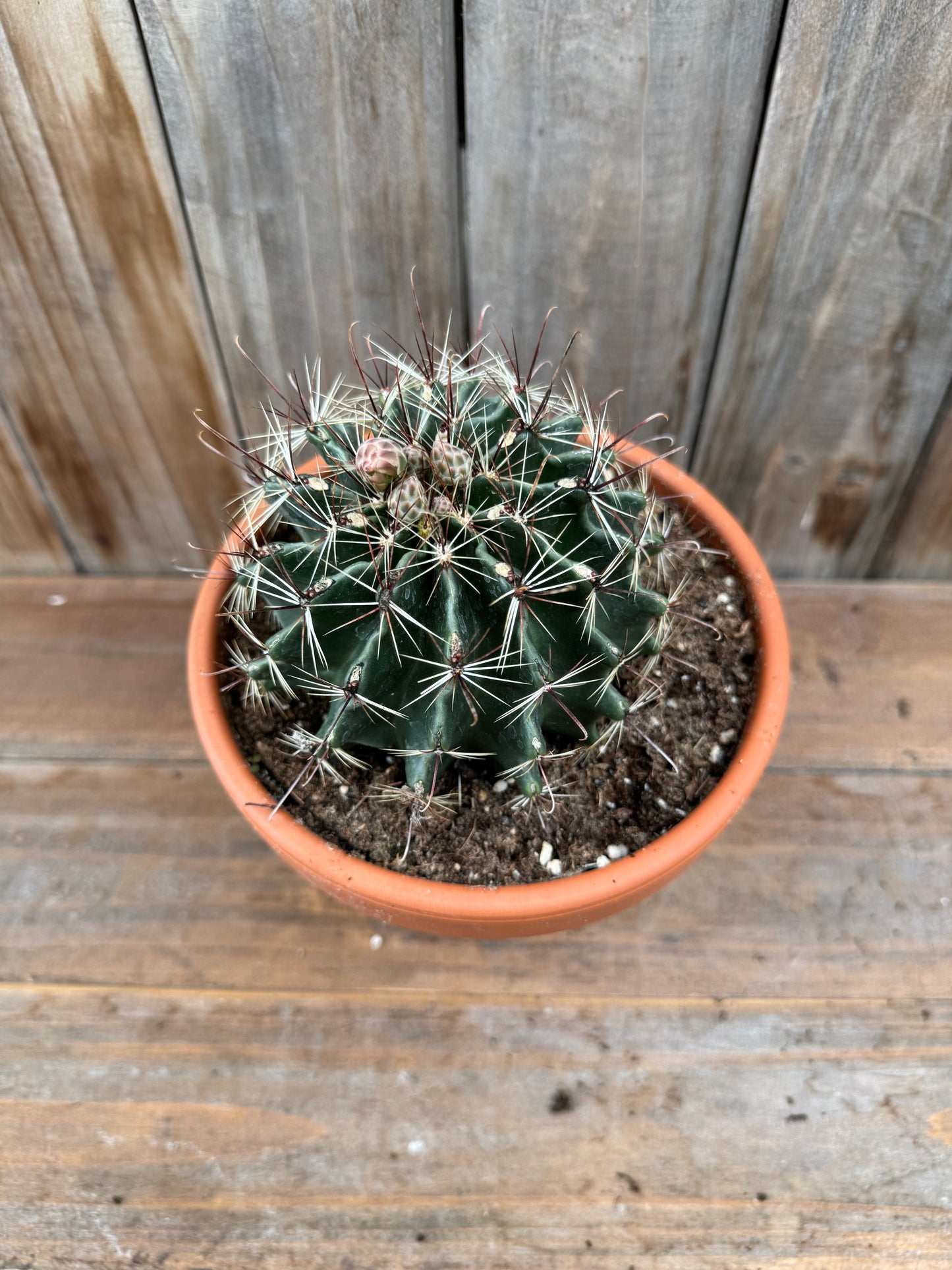 Harnatocactus hamatacanthus