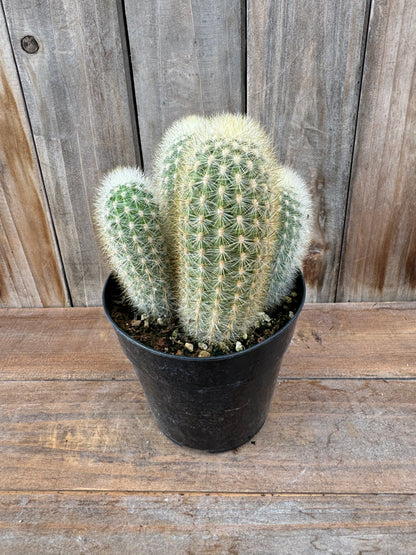 Weberbauerocereus rauhii