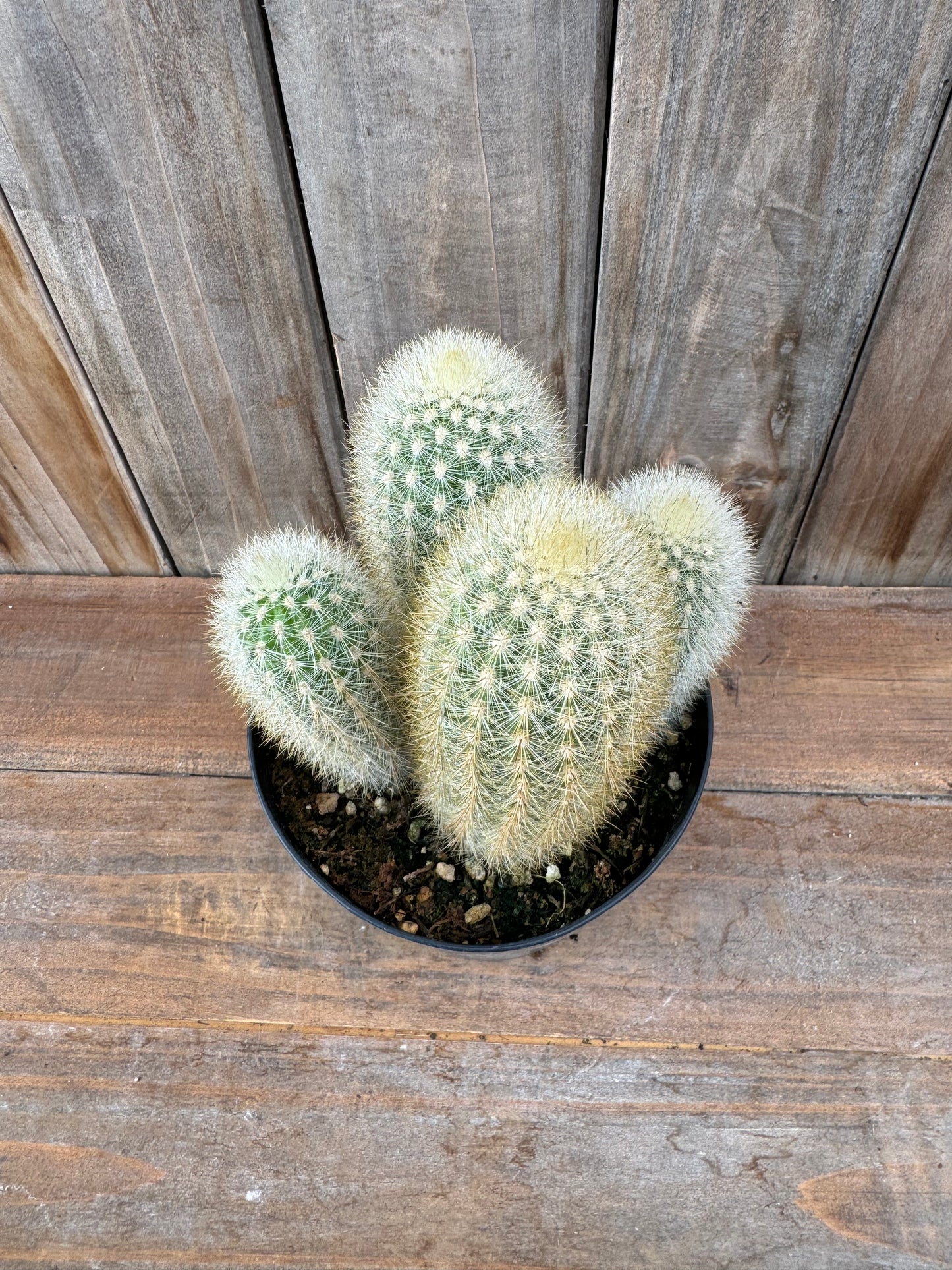 Weberbauerocereus rauhii