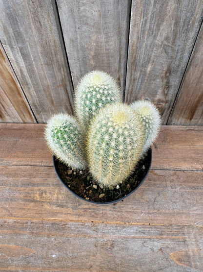 Weberbauerocereus rauhii