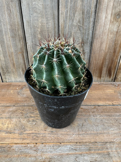 Harnatocactus hamatacanthus