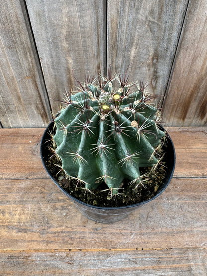 Harnatocactus hamatacanthus