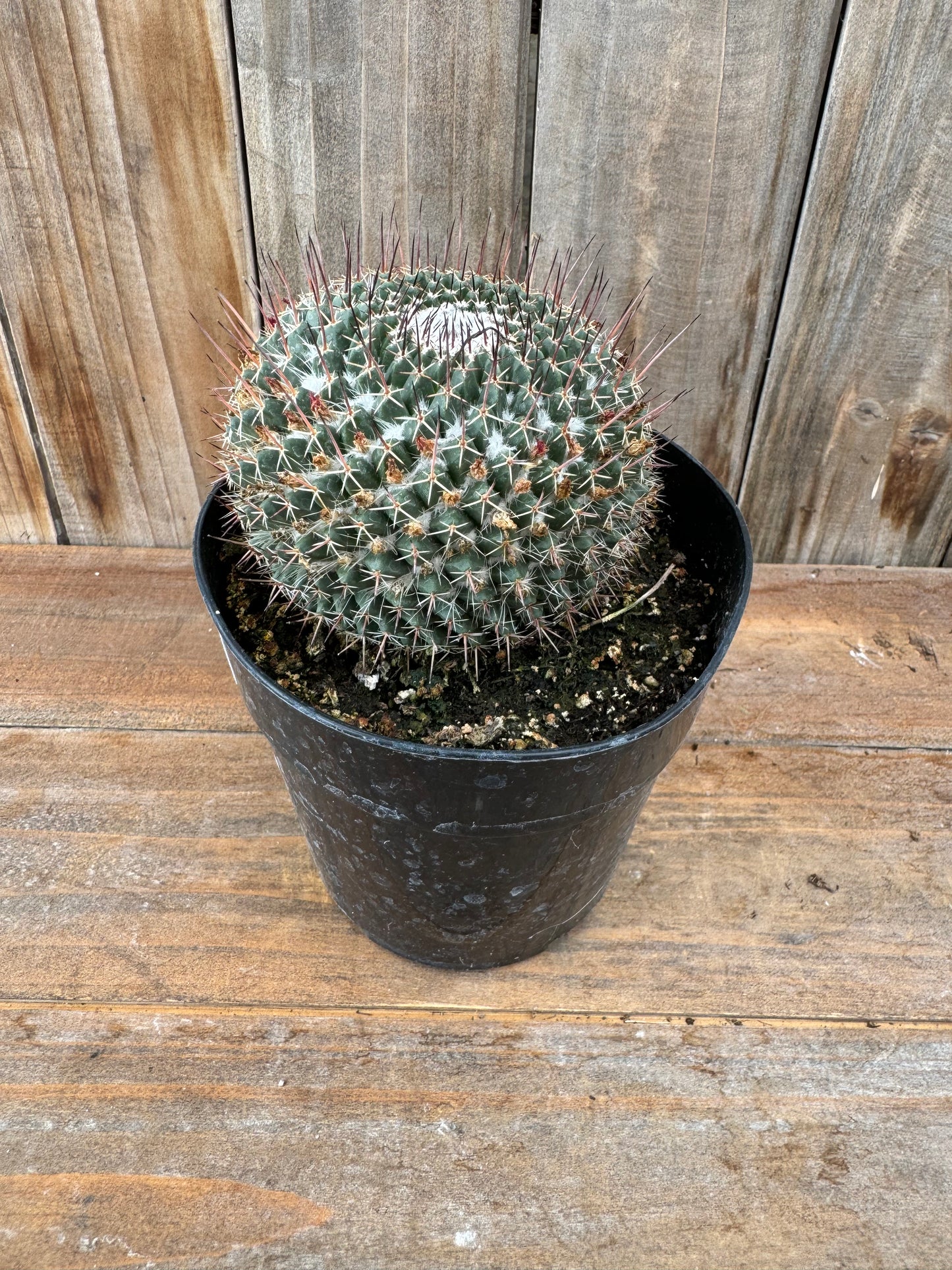 Mammillaria mystax