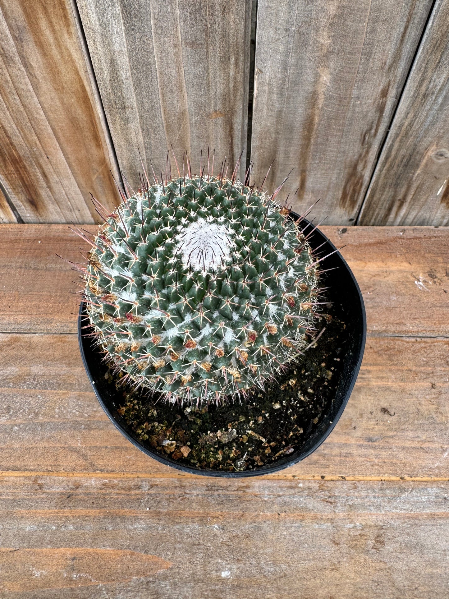 Mammillaria mystax