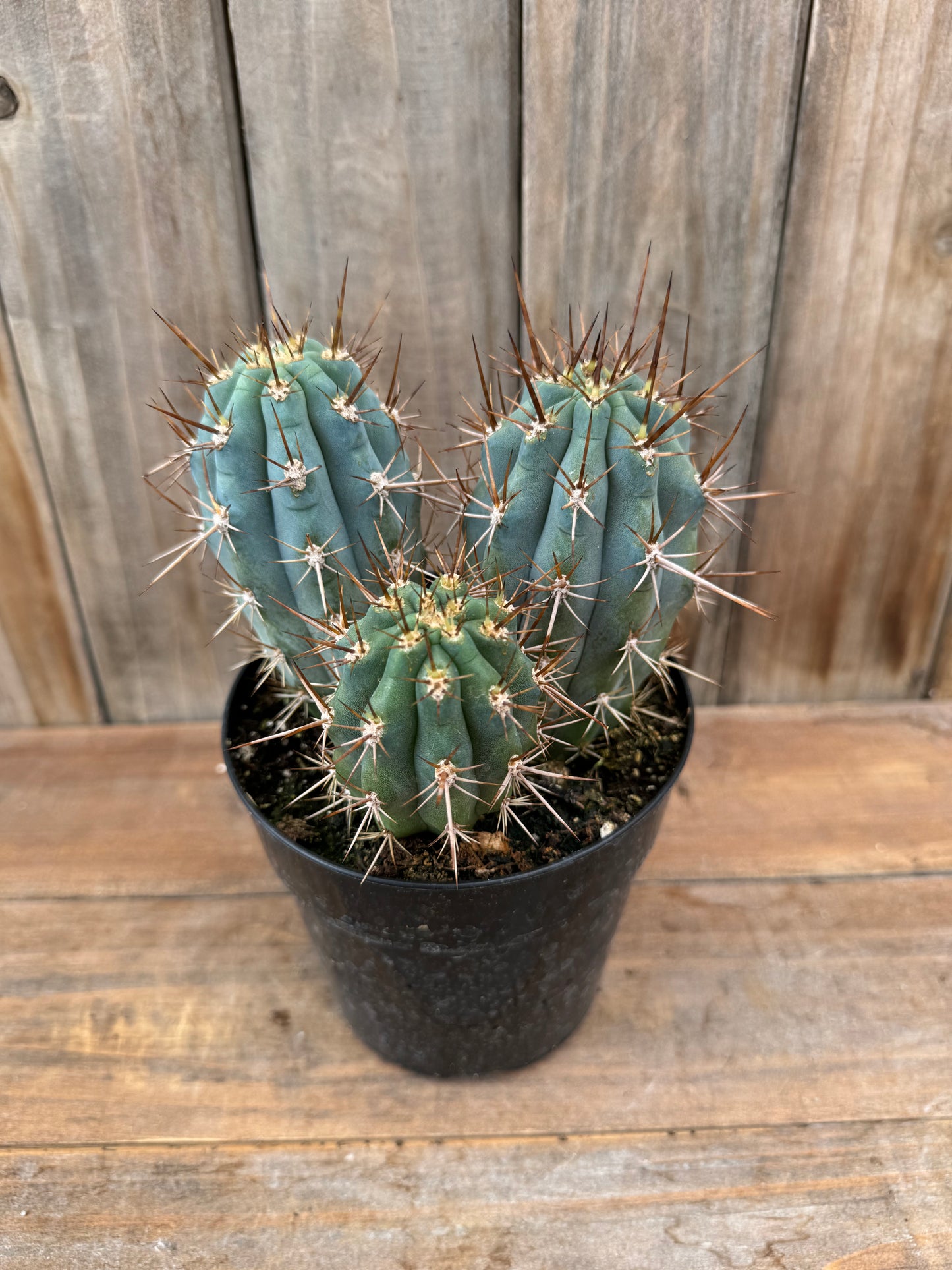 Blue Cereus